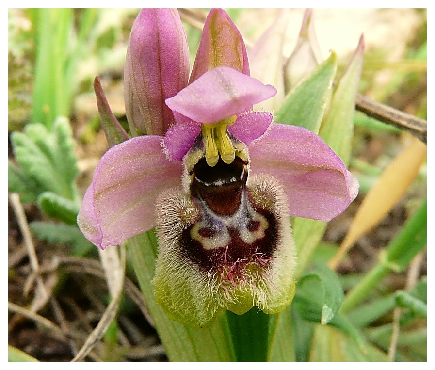 Ophrys Tenthredinifera......